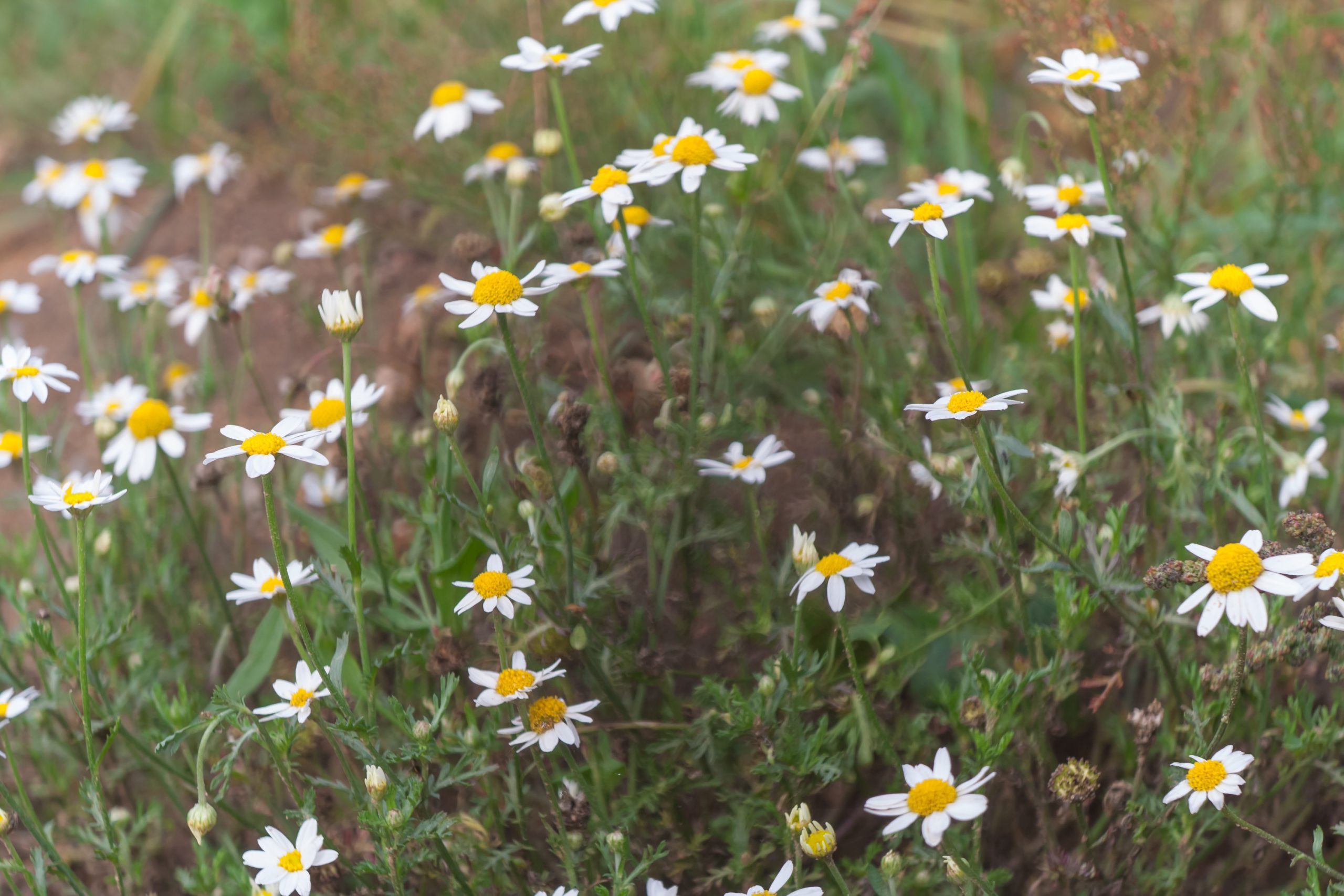 Nature’s Top Hair Remedies: Diy Treatments That Actually Work 3